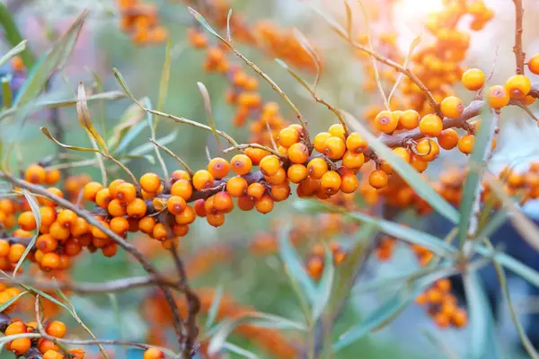 Sea Buckthorn Shallow Depth Field Blurred Oil Used Medicine Cosmetology — Stock Photo, Image