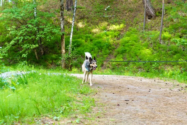 Walk Pet Dog Summer Forest — Stock Photo, Image