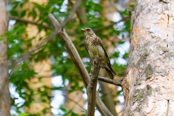 Turdus Philomelos Ave Pequeña Hermosa Familia Turdidae Enfoque Selectivo —  Fotos de Stock