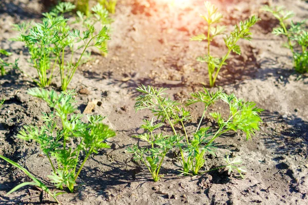 Tumbuhan wortel tumbuh di sebuah peternakan ekologi. tanaman kebun hijau. Fokus selektif — Stok Foto
