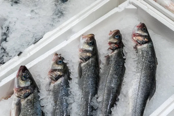 Verse Rauwe Zeebaars Vis Voor Verkoop Het Ijs Verse Markt — Stockfoto