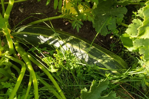 Mujer Cosecha Calabacín Jardín Granja Verduras Ecológicas —  Fotos de Stock