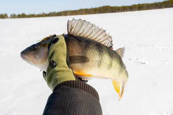 Ice Fishing Active Recreation Winter River Fishing Perch — Stock Photo, Image