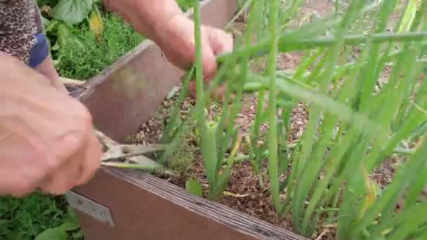 Πράσινα κρεμμύδια καλλιεργούνται σε ανοιχτό έδαφος. Πράσινα κρεμμύδια που καλλιεργούνται στη γη, βιολογική γεωργία. Μια αγρότισσα μαζεύει μια σοδειά. — Αρχείο Βίντεο