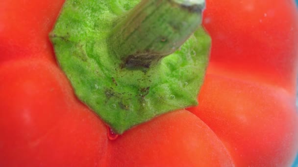 Vegetais se preparando para comer você precisa lavar. Red Pepper close - up macro, foco seletivo — Vídeo de Stock