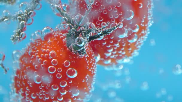 Tomates cereja close-up na água sob a água, foco macro seletivo — Vídeo de Stock