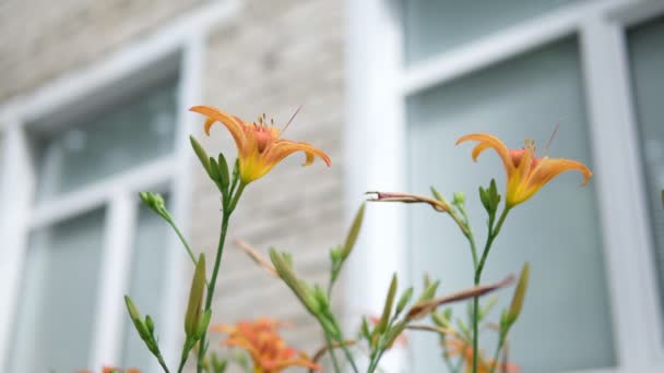 Narancs Lilium bulbiferum. Növény virágzó narancs trópusi virág tigris liliom. Szelektív fókusz — Stock videók