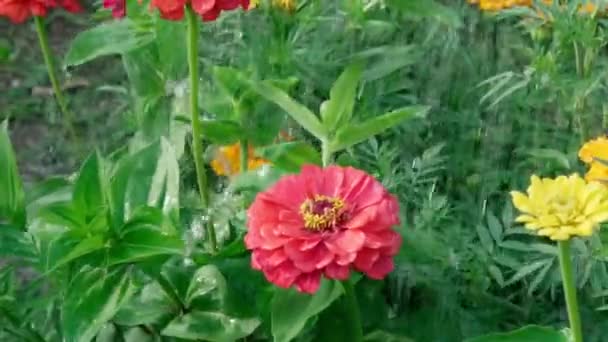 Arrosage zinnia fleur rouge fermer. Soin des plantes et des fleurs. Fleurs en croissance — Video