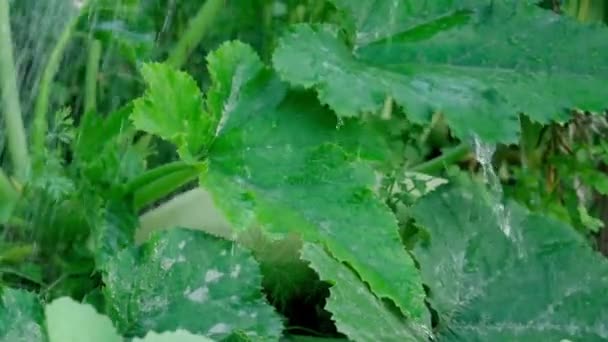 Riego de la planta de calabacín en el jardín. Enfoque selectivo. Movimiento lento — Vídeos de Stock