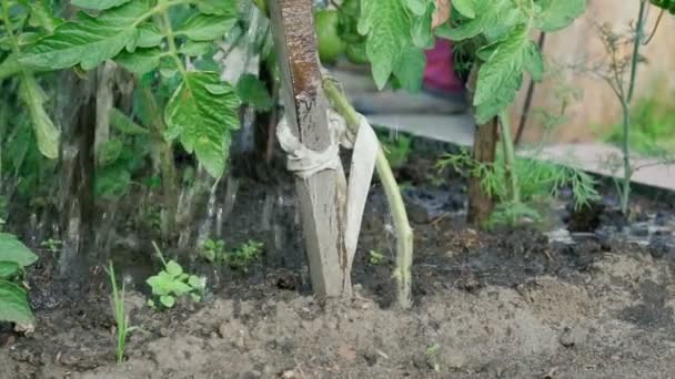 A regar uma planta de tomate. Plantar vegetais, negócios agrícolas. Foco seletivo — Vídeo de Stock