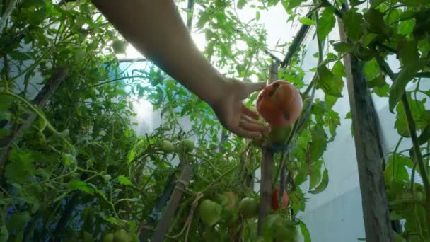 A apodrecer no tomate vermelho. Doença de tomates. Frutas danificadas na mão do agricultor. — Vídeo de Stock