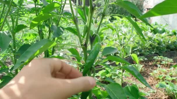 ペッパーは温室でブッシュに成長します。夏と秋に庭、庭で収穫する. — ストック動画