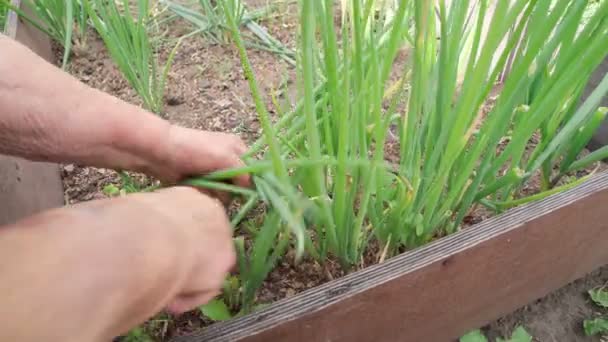 As mãos de uma velha agricultora colhem cebolas verdes. Alimentos orgânicos saudáveis — Vídeo de Stock