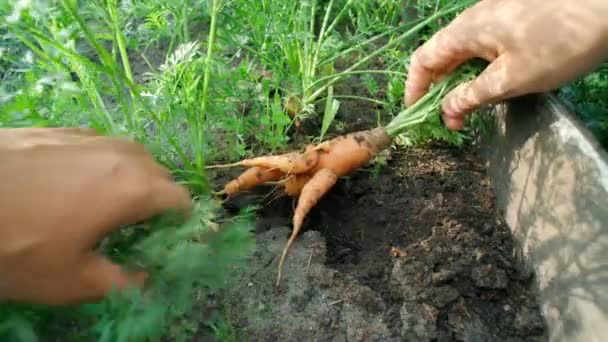 Cenouras feias escolhidas do jardim em mãos. Cenouras no chão do jardim. Colheita. Agricultura. — Vídeo de Stock