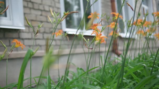 Closeup of Orange Tiger Lily Lilium lancifolium blooming on the green garden background. Selective focus — Stock Video