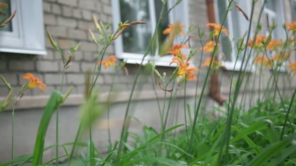 Closeup of Orange Tiger Lily Lilium lancifolium blooming on the green garden background. Selective focus
