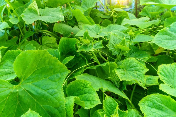 Frische Gurken Der Hand Ernte Von Bio Gemüse — Stockfoto