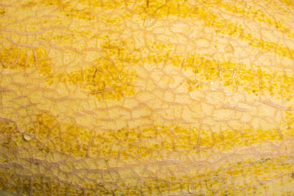 Sweet Melon Fruit Texture Background Close Ripe Fresh Melon Water — Stock Photo, Image
