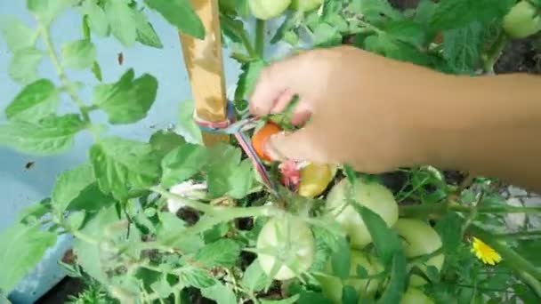 Plantas de tomate cultivando legumes em estufa. foco seletivo — Vídeo de Stock