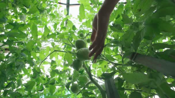 Tomatväxter som odlar grönsaker i ett växthus. selektivt fokus — Stockvideo