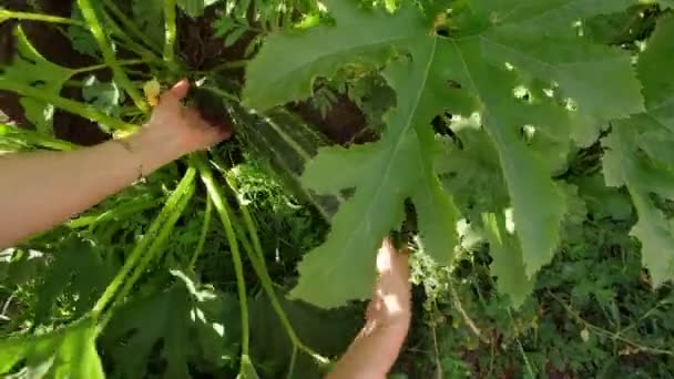 庭で成長している緑のズッキーニの熟成。野菜、有機農場での収穫 — ストック動画