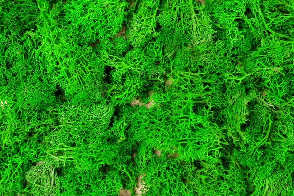 Mousse Verte Referme Texture Écologique Verte Contexte Avec Végétation Sur — Photo