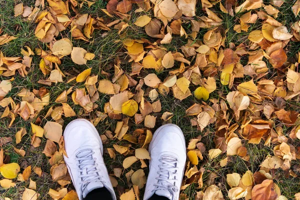 Pohled Shora Pánské Boty Vrstvě Žlutého Podzimního Listí Padajícího Stromů — Stock fotografie