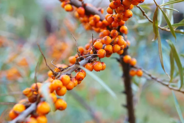 Sea Buckthorn Growing Tree Close Hippophae Rhamnoides Medical Plant — Stock Photo, Image