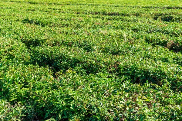 Plantação Chá Conceito Para Fundo Produto Chá Close Colheita Chá — Fotografia de Stock