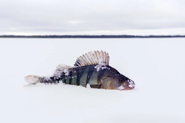 Pegado Peixe Poleiro Comum Poleiro Europeu Encontra Gelo Rio Pesca — Fotografia de Stock
