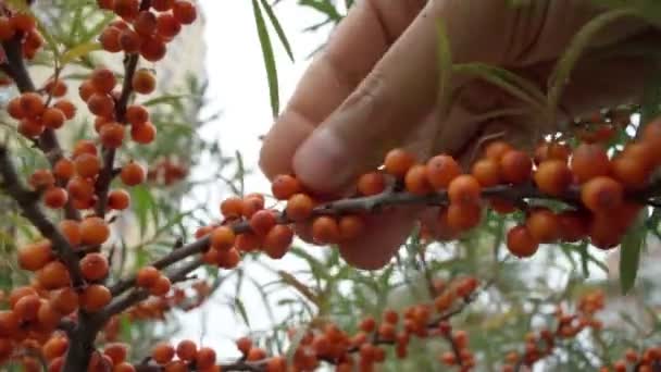 Sea buckthorn was used as a medicine, berry oil, or taken orally as a dietary supplement. Selective focus — Stock Video