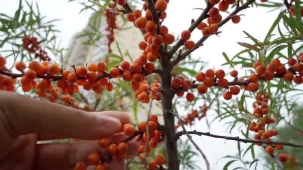 Sea buckthorn. The use of juices, compotes, wines, sea buckthorn oil. This oil is used in medicine and cosmetology. Selective focus — Stock Video
