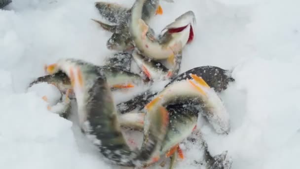 Pesca no gelo de inverno, pescadores poleiro pegar no gelo. Movimento lento — Vídeo de Stock