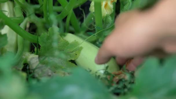Jordbrukare i trädgården skördar zucchini, färsk gårdsgrönsak. Vegetabiliskt jordbruk. — Stockvideo