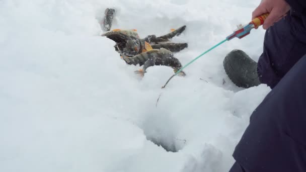 Pesca no gelo. pescador pescando em um lago de inverno contra um fundo de floresta e céu azul. — Vídeo de Stock