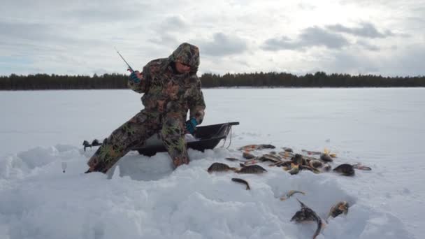 Pescatore in azione. Catturare pesci persico. sport su ghiaccio, pesca — Video Stock