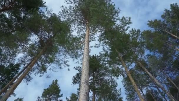 Pinos altos contra la vista del cielo azul desde abajo. Rotación circular de la cámara. — Vídeos de Stock