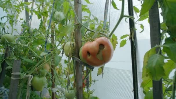 Rot na czerwonym pomidorze. Uszkodzony pomidor w ręce farmera. Zbliżenie. Problemy z uprawą. Choroba pomidorów. — Wideo stockowe