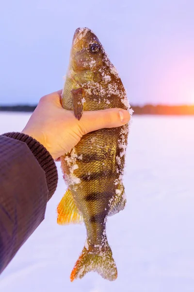 Chytil Ryby Obyčejný Okoun Evropský Okoun Leží Ledě Řeky Rybolov — Stock fotografie