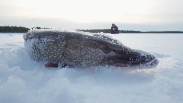 Eisfischen. Nordhecht. während der kalten Winterzeit. Selektiver Fokus — Stockvideo