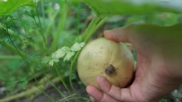 Člověk sklízí cuketu na zahradě. Ekologická farma zeleniny — Stock video