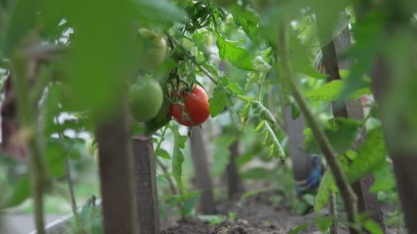 Tomates cosechados. Tomates naturales sanos de la agricultura biológica. — Vídeos de Stock