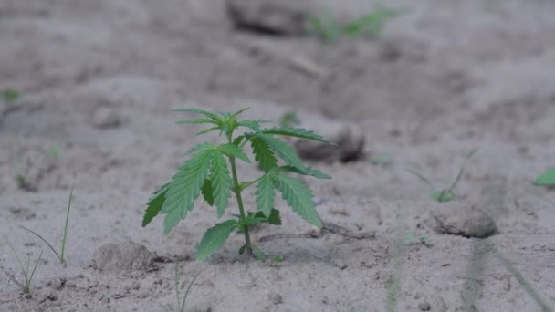 Giovane marijuana medica germoglio di cannabis. Foglie verdi ganja primo piano. — Video Stock