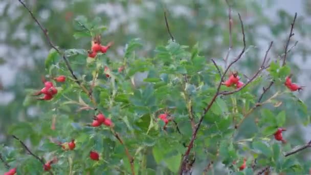 Rosa Canina hond roos vruchten. De vruchten worden gebruikt voor kruidenthee, jam, gelei, siroop, soep, dranken. — Stockvideo