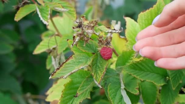 Ripe raspberry growing on the bush, garden raspberry hanging on a branch nature — Stock Video