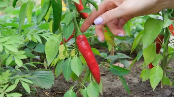 Red pepper harvesting, healthy, diet food. Organic eco vegetables harvest. — Stock Video