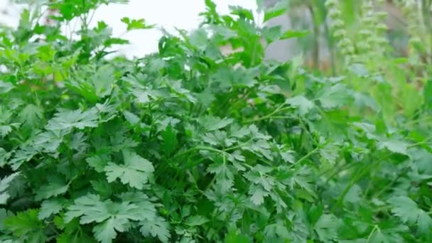 Harvesting celery in the field. Organic produce harvested from the garden. — Stock Video