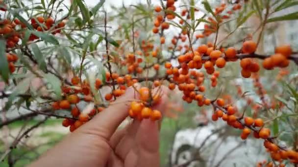 Sea buckthorn growing on a tree close-up Hippophae rhamnoides . Medical plant. Selective focus — Stock Video