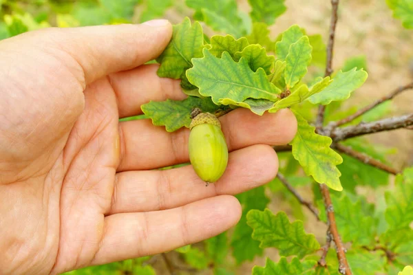 Acorns Vruchten Eik Tak Bladeren Een Wazige Achtergrond — Stockfoto