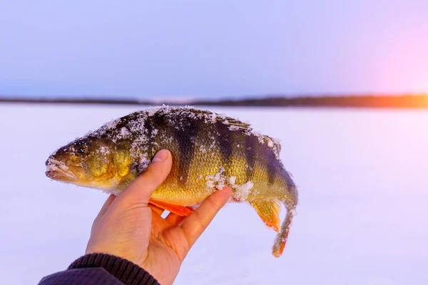 Пойманная Рыба Обычного Окуня Европейский Окунь Лежит Льду Реки Рыбалка — стоковое фото